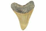 Fossil Megalodon Tooth - North Carolina #363715-1